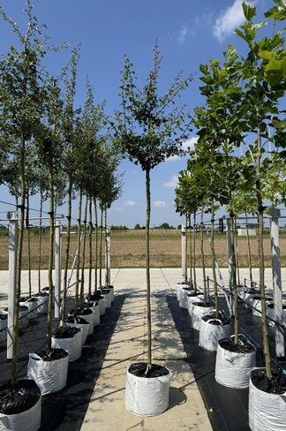 Lederblättriger Weißdorn 'Albo Plena' | Crataegus laevigata 'Albo Plena' Lederblättriger Weißdorn 'Albo Plena' | Crataegus laevigata 'Albo Plena'