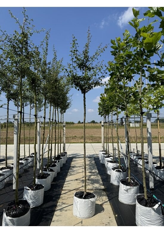 Lederblättriger Weißdorn 'Albo Plena' | Crataegus laevigata 'Albo Plena'