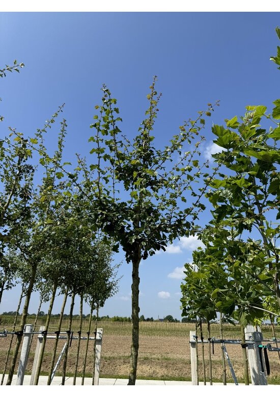 Lederblättriger Weißdorn 'Albo Plena' | Crataegus laevigata 'Albo Plena'