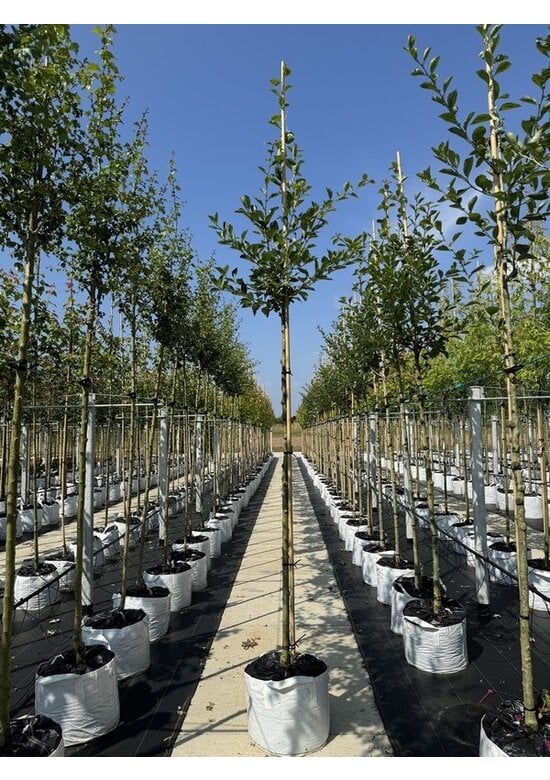 Apfeldorn - Lederblättrigen Weißdorn | Crataegus lavallei 'Carrierei'