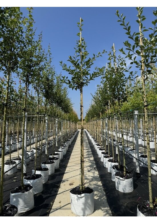 Apfeldorn - Lederblättrigen Weißdorn | Crataegus lavallei 'Carrierei'