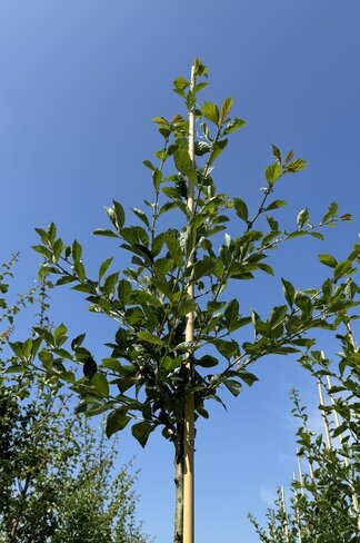 Apfeldorn - Weißdorn 'Carrierei' | Crataegus lavallei 'Carrierei'