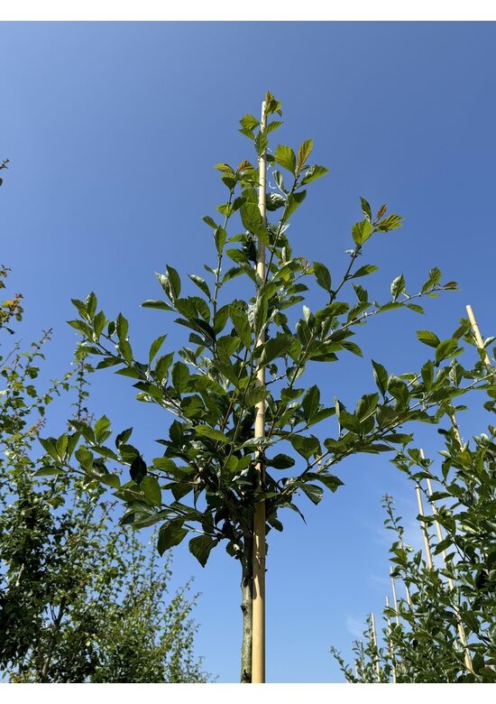 Apfeldorn - Lederblättrigen Weißdorn | Crataegus lavallei 'Carrierei'