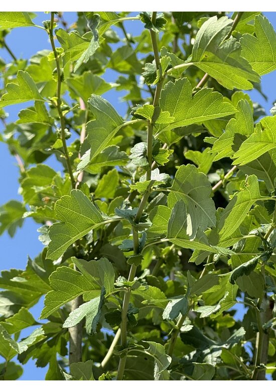 Echter Rotdorn 'Pauls Scarlet' | Crataegus media 'Pauls Scarlet'