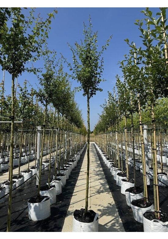 Echter Rotdorn 'Pauls Scarlet' | Crataegus media 'Pauls Scarlet'