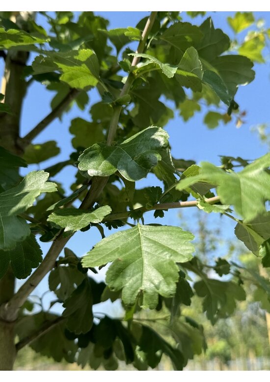 Weißdornbaum | Crataegus monogyna