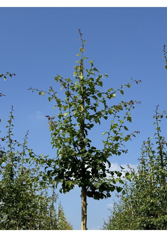 Weißdornbaum | Crataegus monogyna