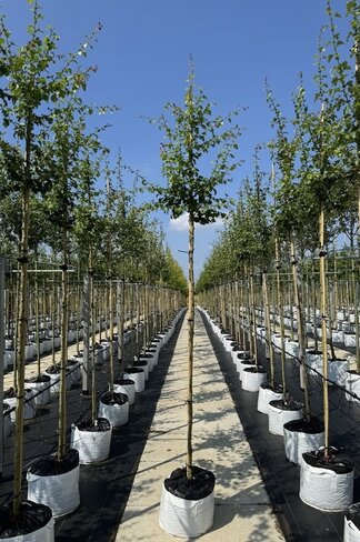 Eingriffeliger Weißdorn | Crataegus monogyna