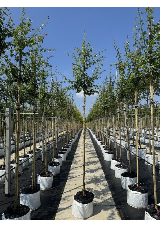 Weißdornbaum | Crataegus monogyna