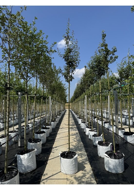 Säulen-Weißdorn 'Stricta' | Crataegus monogyna 'Stricta'