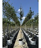 Säulen-Weißdorn 'Stricta' | Crataegus monogyna 'Stricta' Säulen-Weißdorn 'Stricta' | Crataegus monogyna 'Stricta'
