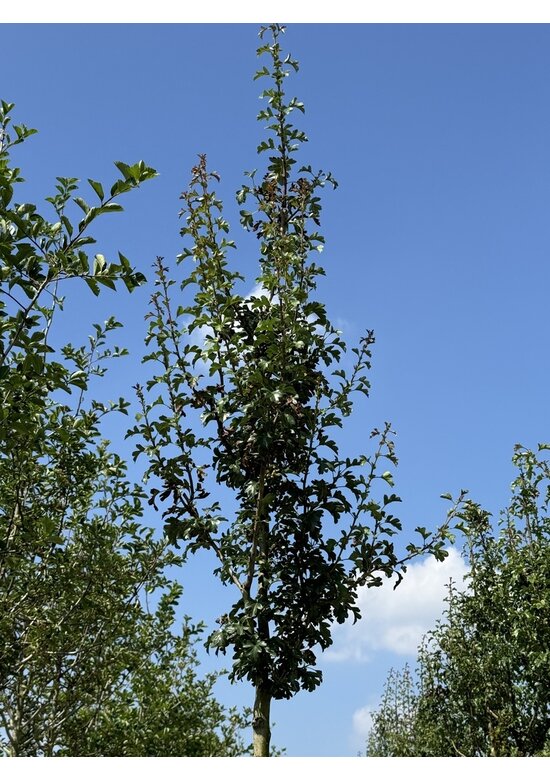 Säulen-Weißdorn 'Stricta' | Crataegus monogyna 'Stricta' Säulen-Weißdorn 'Stricta' | Crataegus monogyna 'Stricta'