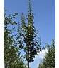 Säulen-Weißdorn 'Stricta' | Crataegus monogyna 'Stricta' Säulen-Weißdorn 'Stricta' | Crataegus monogyna 'Stricta'