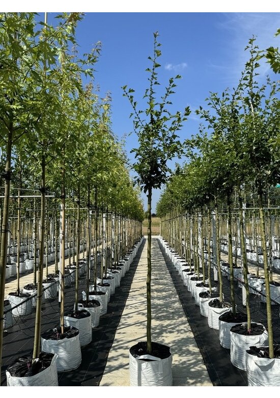 Kanadischer Rotdorn 'Toba' | Crataegus mordenensis 'Toba'