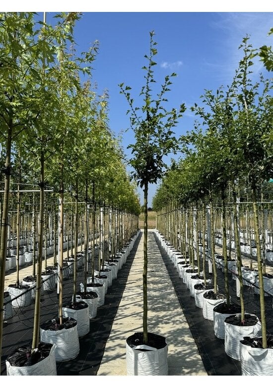 Kanadischer Rotdorn 'Toba' | Crataegus mordenensis 'Toba'