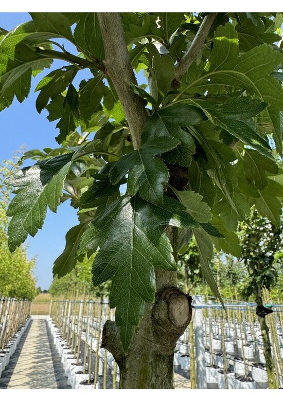Kanadischer Rotdorn 'Toba' | Crataegus mordenensis 'Toba'