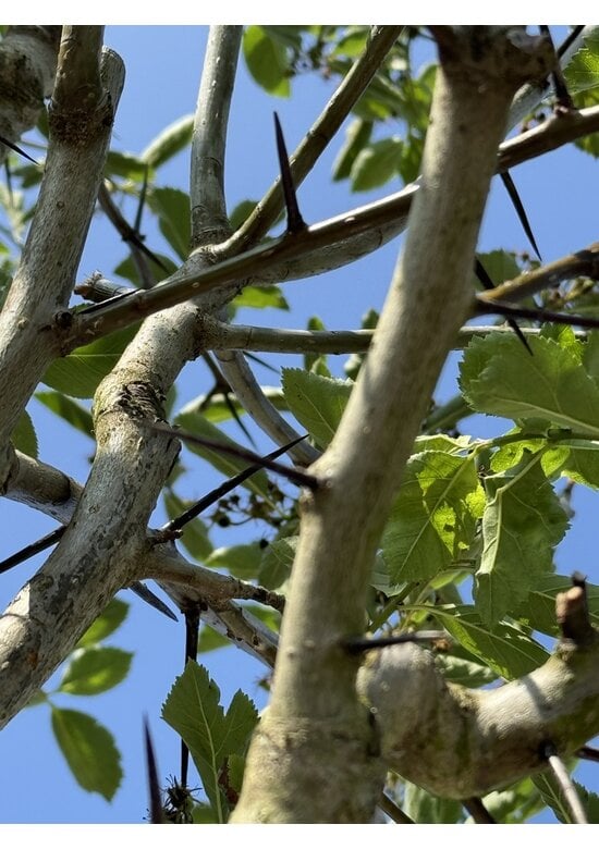 Glanzdorn - Pflaumenblättriger Weißdorn 'Splendens' | Crataegus prunifolia 'Splendens'