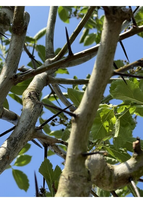 Glanzdorn - Pflaumenblättriger Weißdorn 'Splendens' | Crataegus prunifolia 'Splendens'