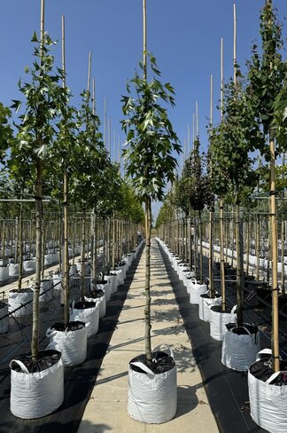 Amerikanischer Amberbaum 'Paarl' | Liquidambar styraciflua 'Paarl'