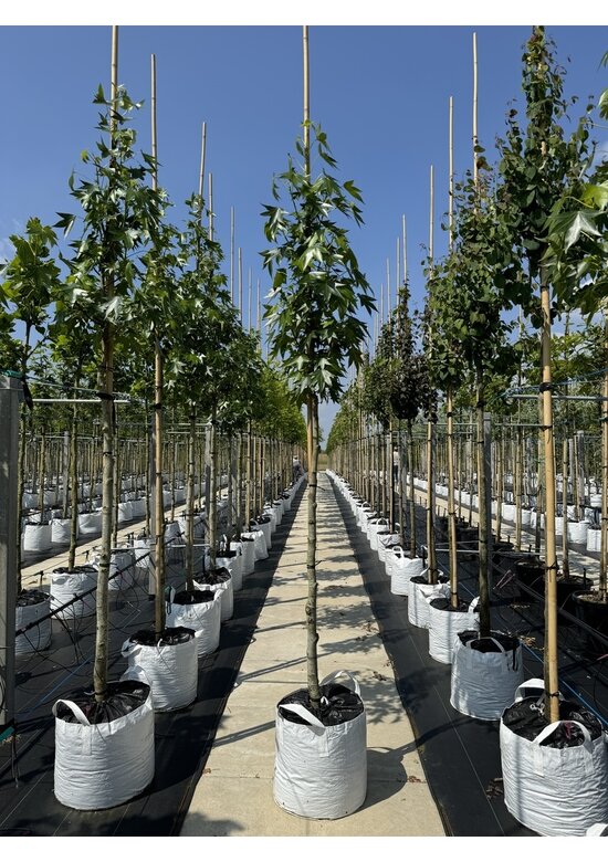 Amerikanischer Amberbaum 'Paarl' | Liquidambar styraciflua 'Paarl' Amerikanischer Amberbaum 'Paarl' | Liquidambar styraciflua 'Paarl'
