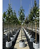 Amerikanischer Amberbaum 'Paarl' | Liquidambar styraciflua 'Paarl' Amerikanischer Amberbaum 'Paarl' | Liquidambar styraciflua 'Paarl'