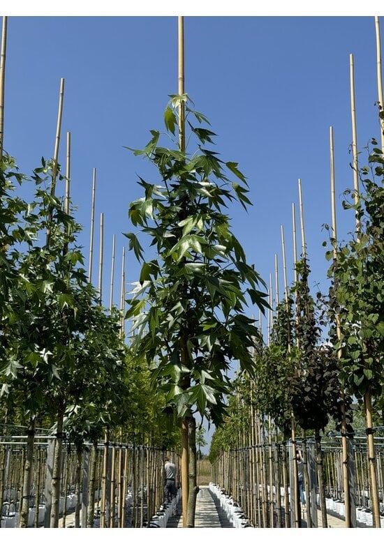 Amerikanischer Amberbaum 'Paarl' | Liquidambar styraciflua 'Paarl'