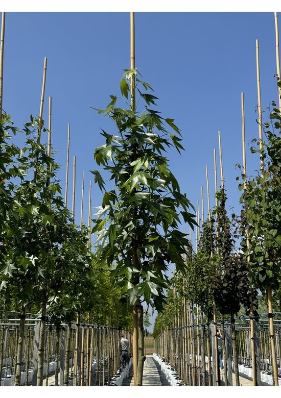 Amerikanischer Amberbaum 'Paarl' | Liquidambar styraciflua 'Paarl' Amerikanischer Amberbaum 'Paarl' | Liquidambar styraciflua 'Paarl'