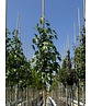 Amerikanischer Amberbaum 'Paarl' | Liquidambar styraciflua 'Paarl'