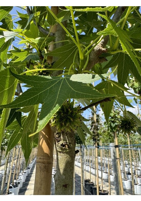 Amerikanischer Amberbaum 'Paarl' | Liquidambar styraciflua 'Paarl' Amerikanischer Amberbaum 'Paarl' | Liquidambar styraciflua 'Paarl'