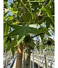 Amerikanischer Amberbaum 'Paarl' | Liquidambar styraciflua 'Paarl' Amerikanischer Amberbaum 'Paarl' | Liquidambar styraciflua 'Paarl'