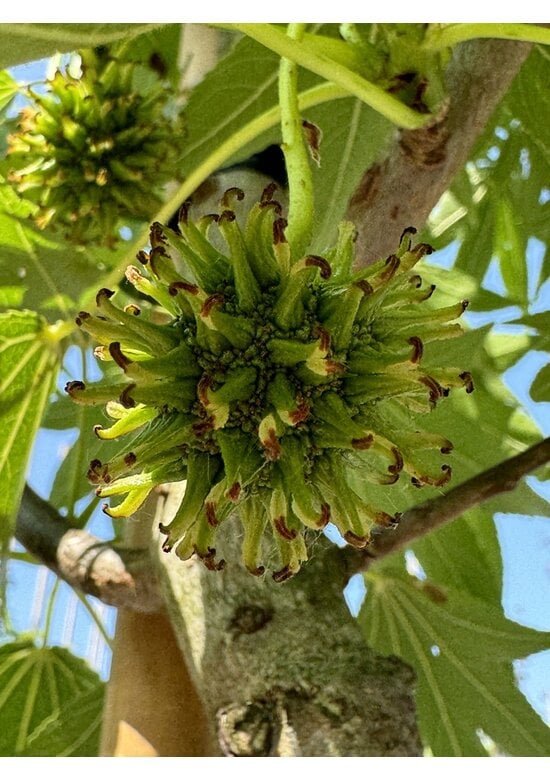 Amerikanischer Amberbaum 'Paarl' | Liquidambar styraciflua 'Paarl'
