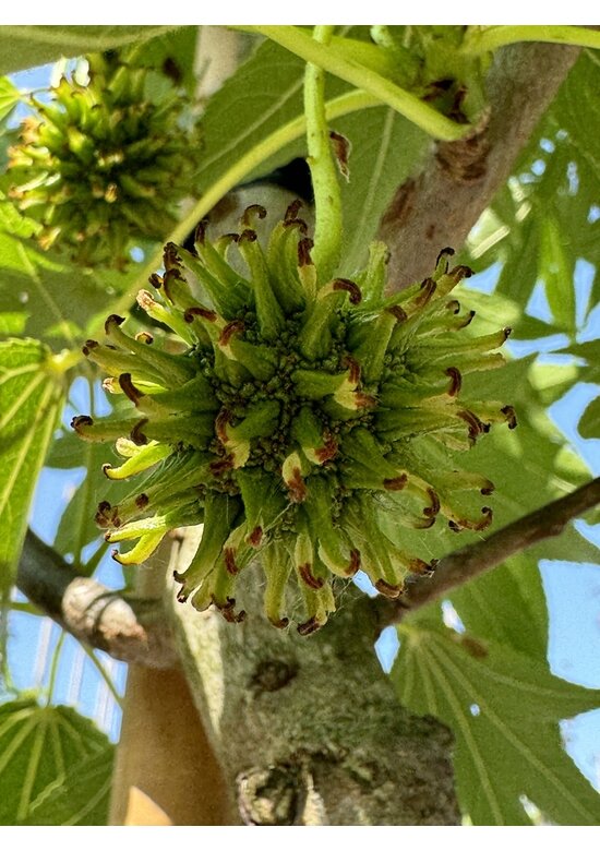 Amerikanischer Amberbaum 'Paarl' | Liquidambar styraciflua 'Paarl' Amerikanischer Amberbaum 'Paarl' | Liquidambar styraciflua 'Paarl'