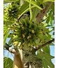 Amerikanischer Amberbaum 'Paarl' | Liquidambar styraciflua 'Paarl' Amerikanischer Amberbaum 'Paarl' | Liquidambar styraciflua 'Paarl'