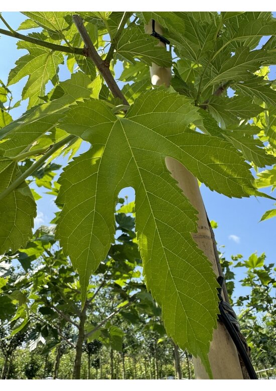 Weißer Maulbeerbaum 'Fruitless' | Morus alba 'Fruitless'