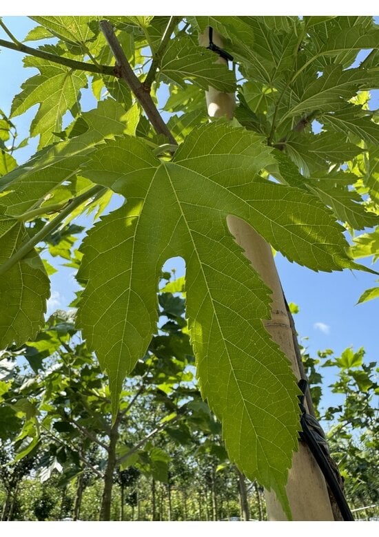 Weißer Maulbeerbaum 'Fruitless' | Morus alba 'Fruitless'