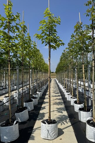 Weißer Maulbeerbaum 'Fruitless' | Morus alba 'Fruitless'