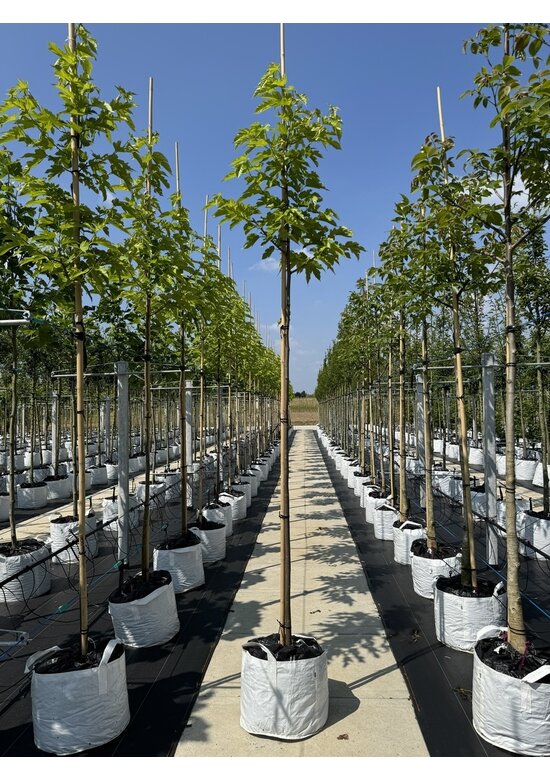 Weißer Maulbeerbaum 'Fruitless' | Morus alba 'Fruitless'