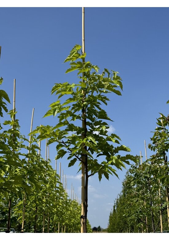 Weißer Maulbeerbaum 'Fruitless' | Morus alba 'Fruitless'