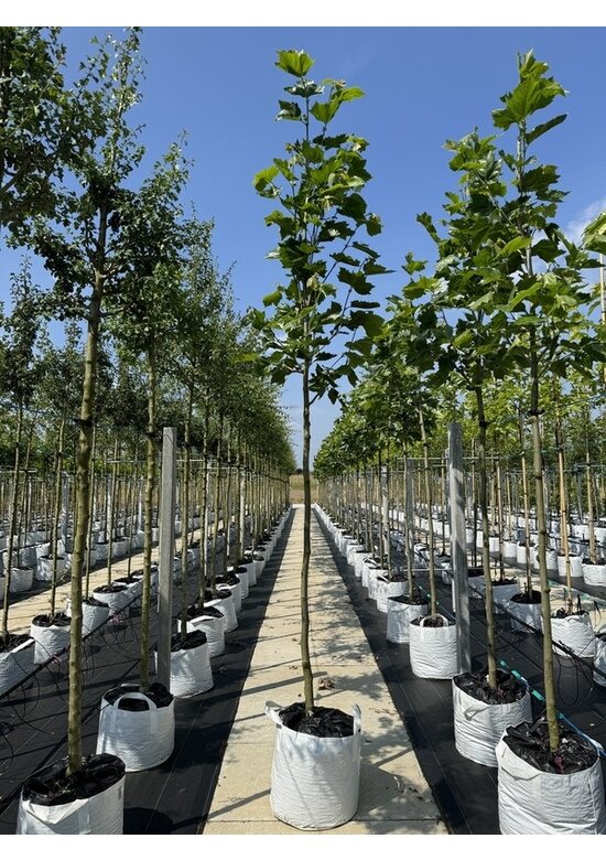 Ahornblättrige Platane | Platanus hispanica