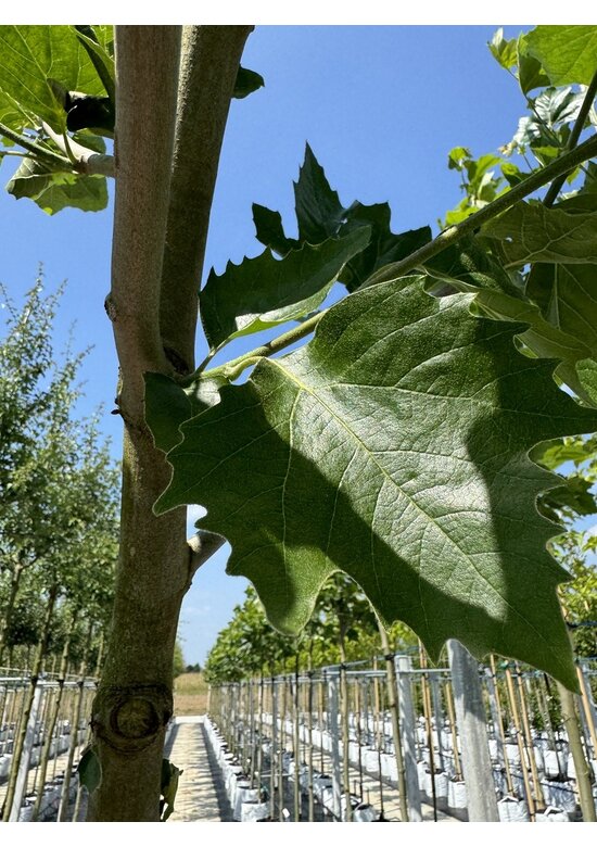 Ahornblättrige Platane | Platanus hispanica