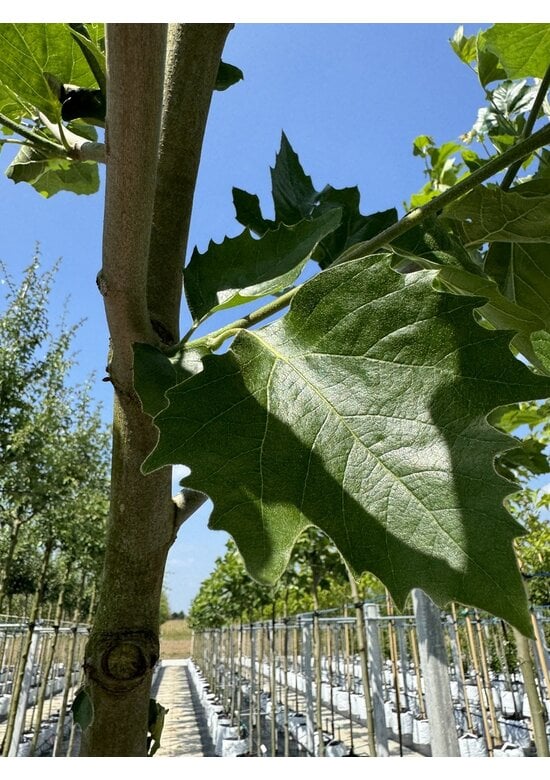 Ahornblättrige Platane | Platanus hispanica