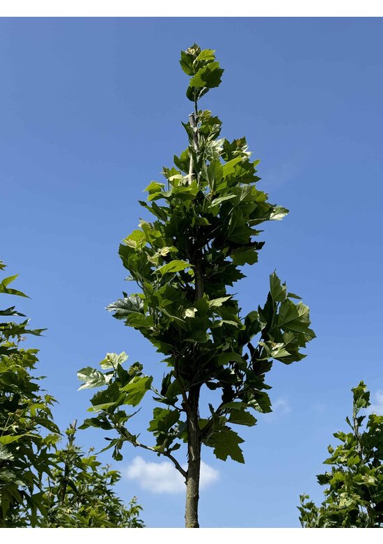 Ahornblättrige Platane 'Fastigiata' | Platanus hispanica 'Fastigiata'