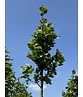 Ahornblättrige Platane 'Fastigiata' | Platanus hispanica 'Fastigiata'