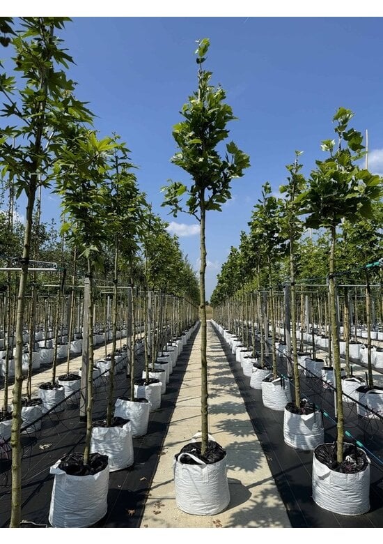 Ahornblättrige Platane 'Fastigiata' | Platanus hispanica 'Fastigiata'