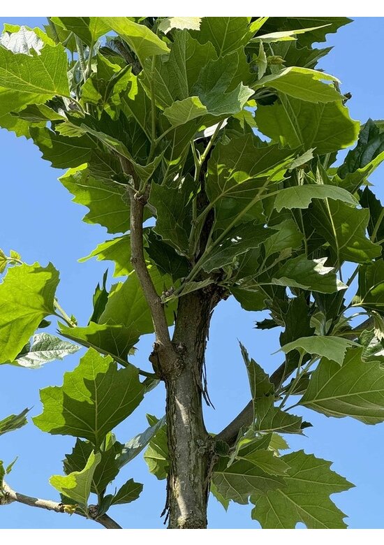 Ahornblättrige Platane 'Fastigiata' | Platanus hispanica 'Fastigiata'