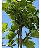 Ahornblättrige Platane 'Fastigiata' | Platanus hispanica 'Fastigiata'