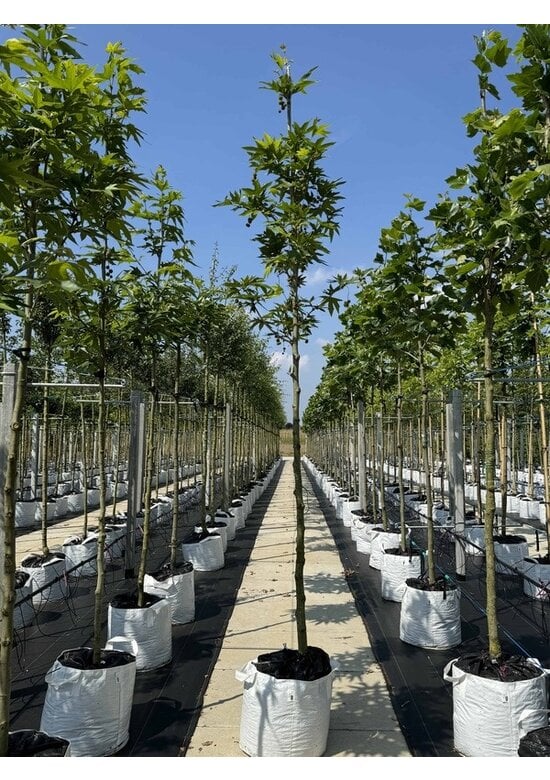 Orientalische Platane 'Minaret' | Platanus orientalis 'Minaret'