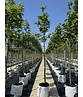 Orientalische Platane 'Minaret' | Platanus orientalis 'Minaret'