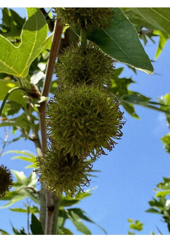 Orientalische Platane 'Minaret' | Platanus orientalis 'Minaret'