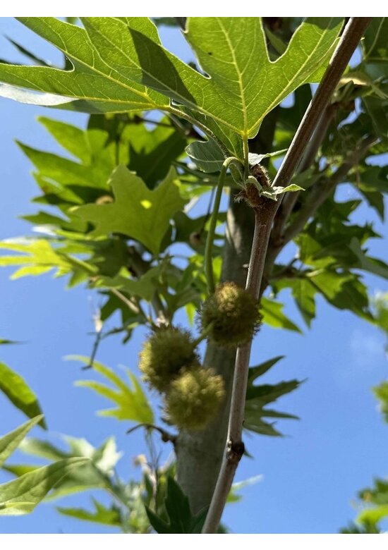 Orientalische Platane 'Minaret' | Platanus orientalis 'Minaret'